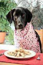 Watch The Truth About Your Dogs Food 9Movies