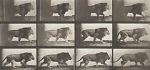 Watch Lion Walking 9Movies