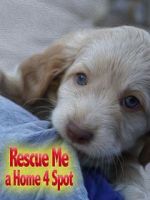 Watch Rescue Me: A Home 4 Spot 9Movies
