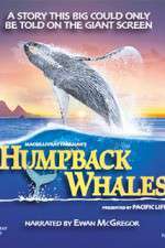 Watch Humpback Whales 9Movies