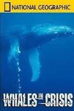 Watch National Geographic: Whales in Crisis 9Movies