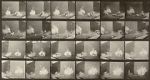 Watch Chickens Scared by Torpedo 9Movies