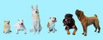 Watch How Dogs Got Their Shapes 9Movies