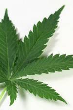Watch Weed 9Movies