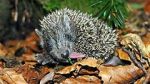 Watch Year of the Hedgehog 9Movies