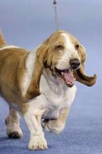 Watch Pedigree Dogs Exposed 9Movies