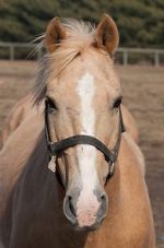 Watch Mr. Ed 9Movies