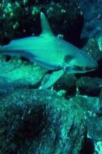 Watch National Geographic: Secret Shark Pits 9Movies