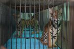 Watch The Tiger Mafia 9Movies