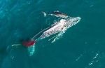 Watch Shark vs. Whale 9Movies