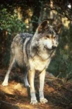 Watch National Geographic Wild - Inside the Wolf Pack 9Movies