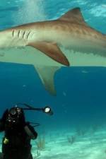 Watch Dive To Tiger Shark Central 9Movies