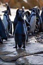 Watch Meet the Penguins 9Movies