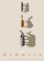Watch Mammals 9Movies