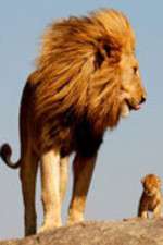 Watch Lions On The Move 9Movies
