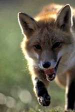 Watch Fox Wars 9Movies