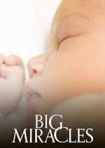 Watch Big Miracles 9Movies
