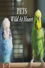 Watch Pets - Wild at Heart 9Movies