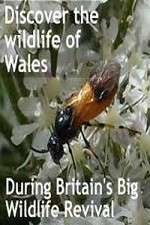 Watch Britain's Big Wildlife Revival 9Movies