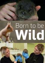 Watch Born to Be Wild 9Movies