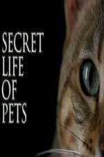 Watch The Secret Life of Pets 9Movies