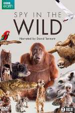 Watch Spy in the Wild 9Movies