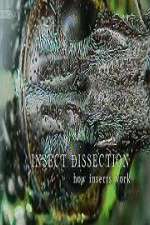 Watch Insect Dissection How Insects Work 9Movies