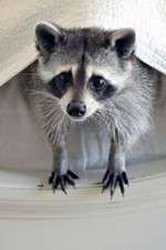 Watch Ingenious Animals 9Movies