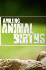 Watch Amazing Animal Births 9Movies