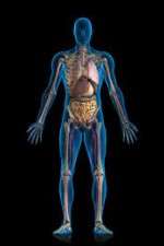 Watch Inside The Human Body 9Movies