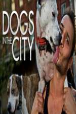 Watch Dogs in the City 9Movies