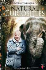 Watch Natural Curiosities 9Movies