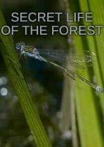 Watch Secret Life of the Forest 9Movies