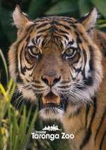 Watch Inside Taronga Zoo 9Movies